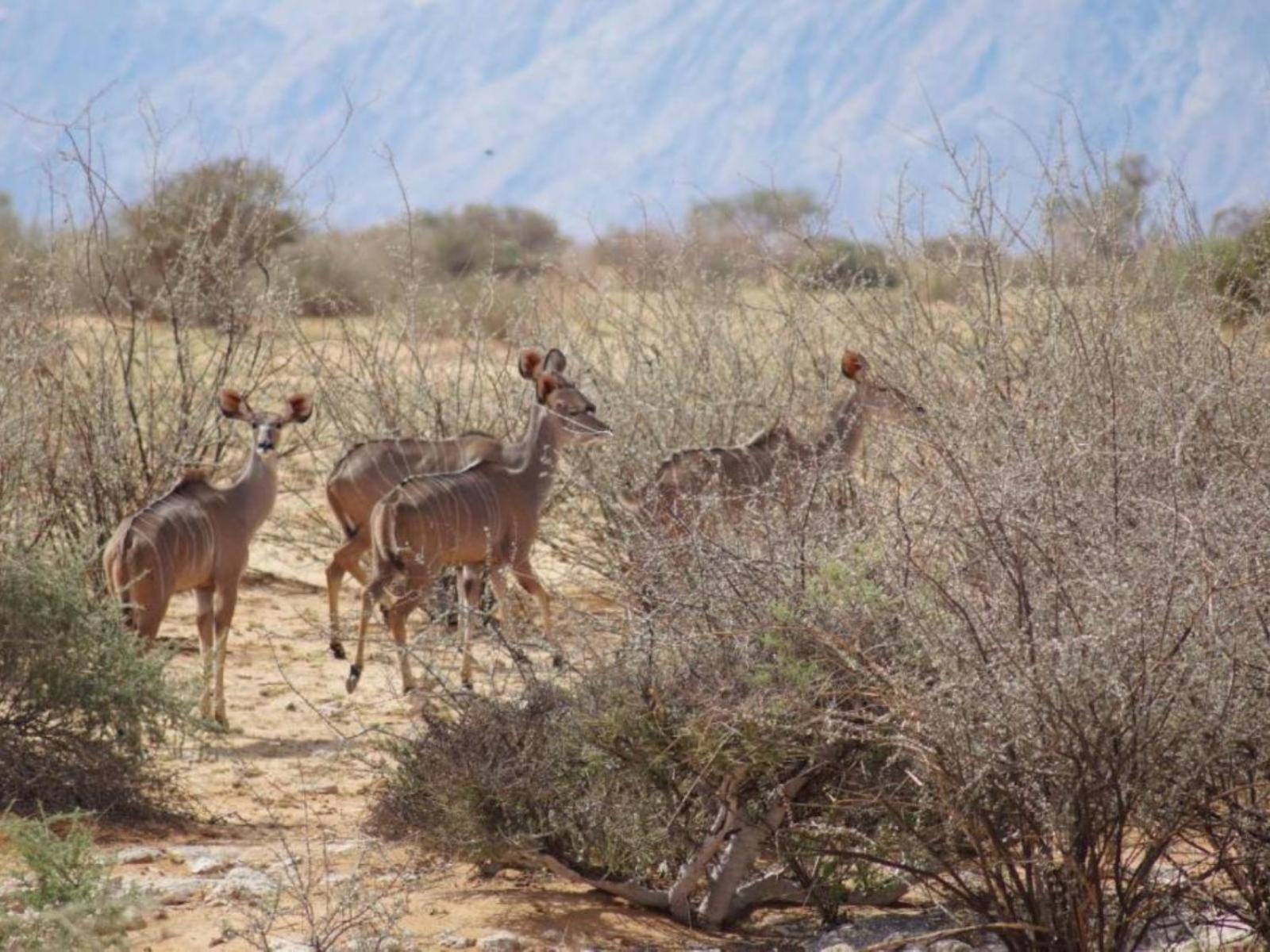 Camp Gecko - Private Nature Reserve; Tented Camp And Campsite Solitaire Exterior photo